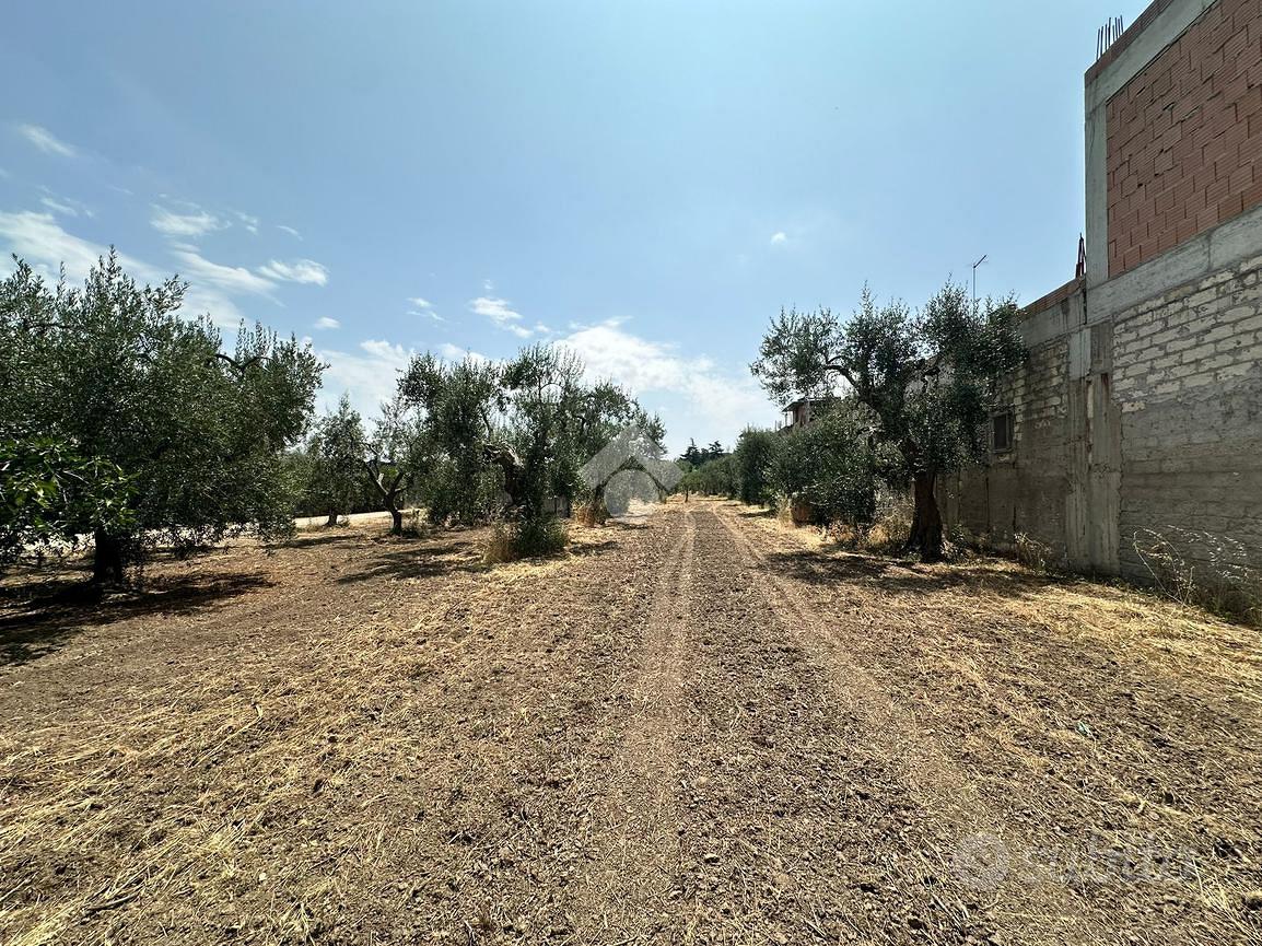 TERRENO A CERIGNOLA - Vista 4