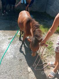 cavallo forabello