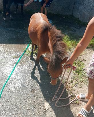 cavallo forabello