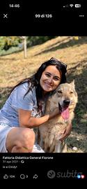 Cane lupo Ceccoslovacco