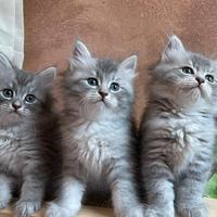Cuccioli di gatto siberiano con pedigree