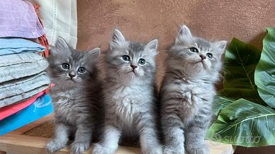 Cuccioli di gatto siberiano con pedigree