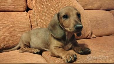 Ultimo cucciolo di bassotto nano(consegna)