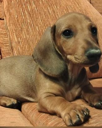 Ultimo cucciolo di bassotto nano(consegna)