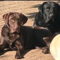 Labrador retriver