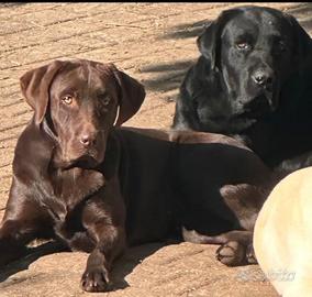 Labrador retriver