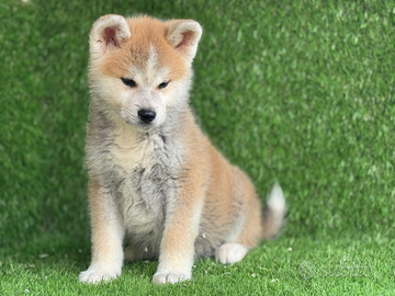 Akita Inu con pedigree enci