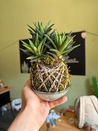 Kokedama