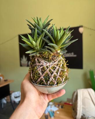 Kokedama
