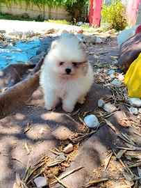 Spitz Pomerania