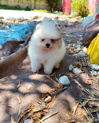 Spitz Pomerania