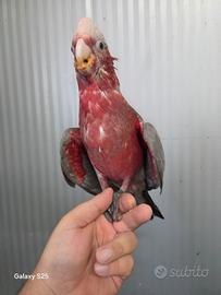 Cacatua rosa