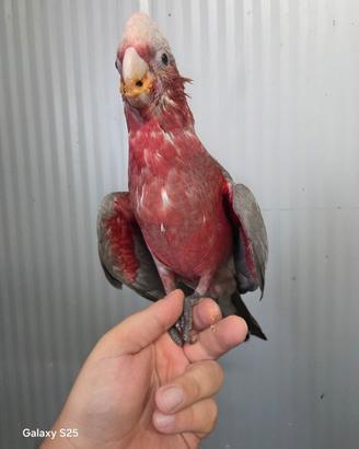 Cacatua rosa