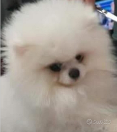 Spitz Pomerania Russo x monta