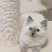 Cucciolo gatto siberiano blue point disponibile