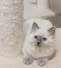 Cucciolo gatto siberiano blue point disponibile