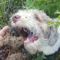 Cane Lagotto da tartufo x monta