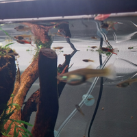 Femmina endler con cuccioli