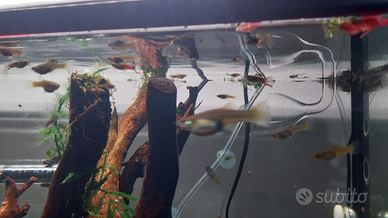 Femmina endler con cuccioli