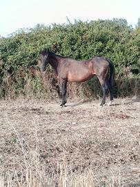 Cavallo