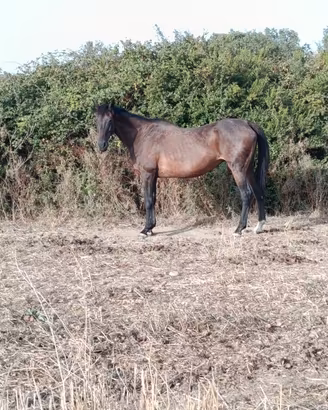 Cavallo