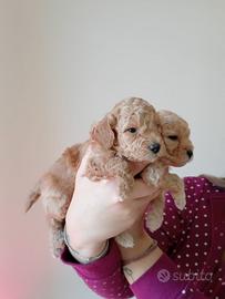 Baboncino toy mini toy maltipoo