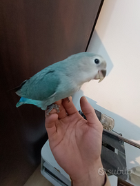 Pappagalli inseparabili allevati a mano