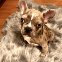 Cucciola di Bulldog francese