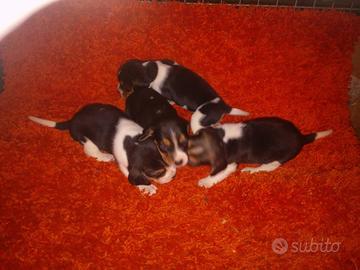 Cuccioli Beagle tricolore