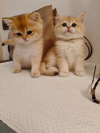 Gattini British Golden Shorthair
