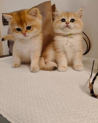 Gattini British Golden Shorthair