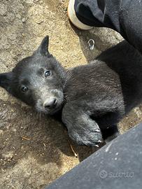 Cuccioli di pastore belga