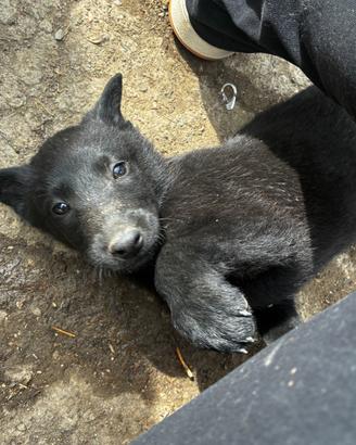 Cuccioli di pastore belga
