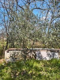Olivo - Alberi sani