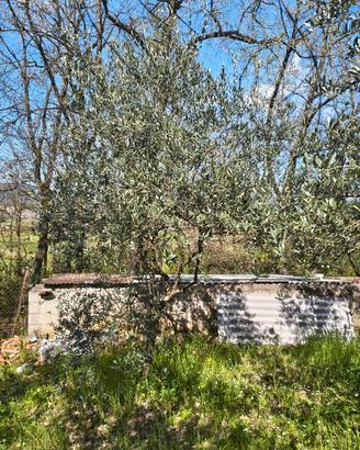 Olivo - Alberi sani