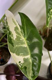 Alocasia Longiloba albo pink back