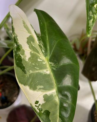 Alocasia Longiloba albo pink back