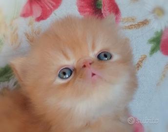 Gattino persiano con pedigree