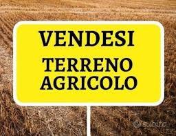 Terreno agricolo Rivignano