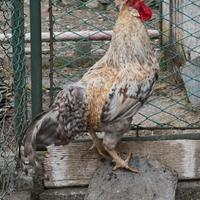 Gallo 7 mesi