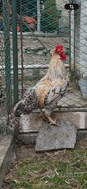 Gallo 7 mesi