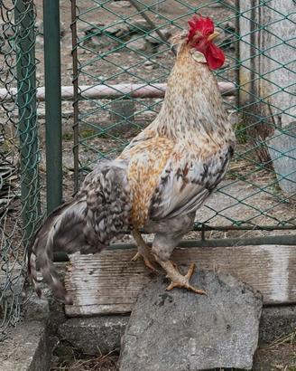 Gallo 7 mesi