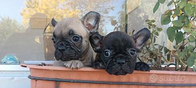 Cuccioli di bulldog francese