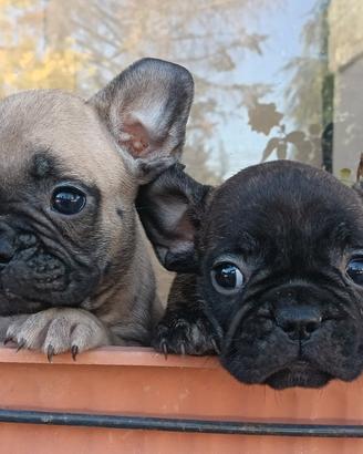 Cuccioli di bulldog francese