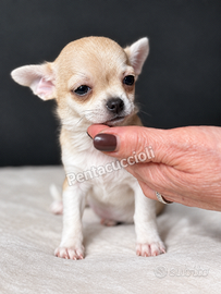 DISPONIBILE LA PICCOLA MIA: SPLENDIDA CHIHUAHUA