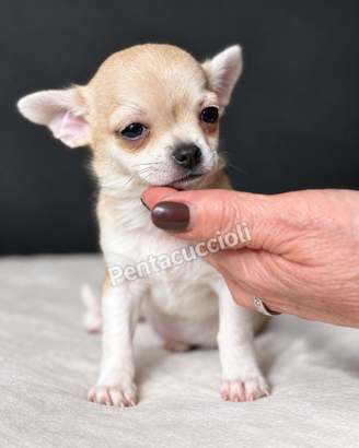 DISPONIBILE LA PICCOLA MIA: SPLENDIDA CHIHUAHUA