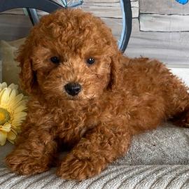 Cucciolata barboncini toy maschi e femmine