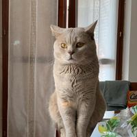 Gatto British shorthair da accoppiamento