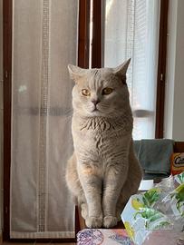 Gatto British shorthair da accoppiamento