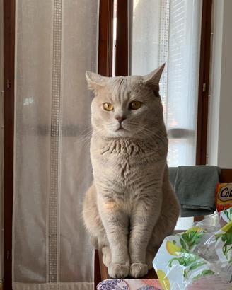 Gatto British shorthair da accoppiamento